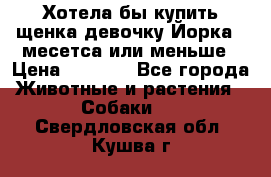 Хотела бы купить щенка девочку Йорка 2 месетса или меньше › Цена ­ 5 000 - Все города Животные и растения » Собаки   . Свердловская обл.,Кушва г.